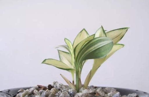 兔耳兰：半附生植物特征详解