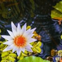 lie的用法