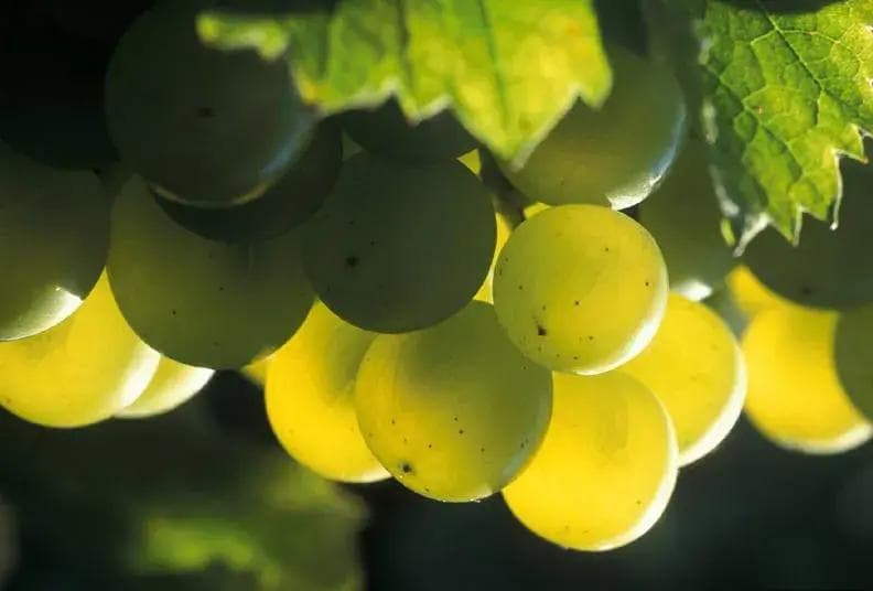 探索百变女王白诗南（Chenin Blanc）：从卢瓦尔河谷到全球风味的演变