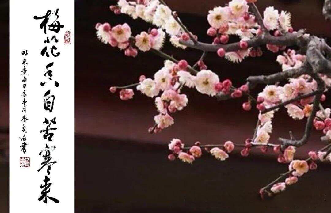 梅花香自苦寒来