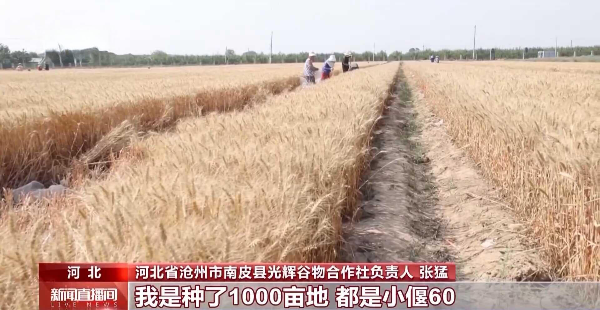 从靠天吃饭到育出好种子 中国的粮食"耕"基是这样筑成的