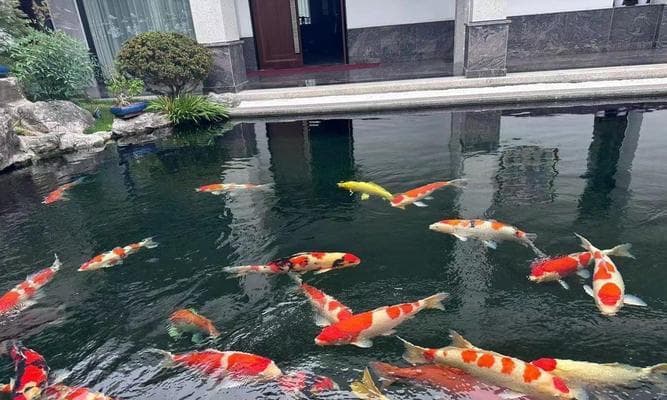 丹顶锦鲤完美饲养指南：打造健康美丽的水族世界