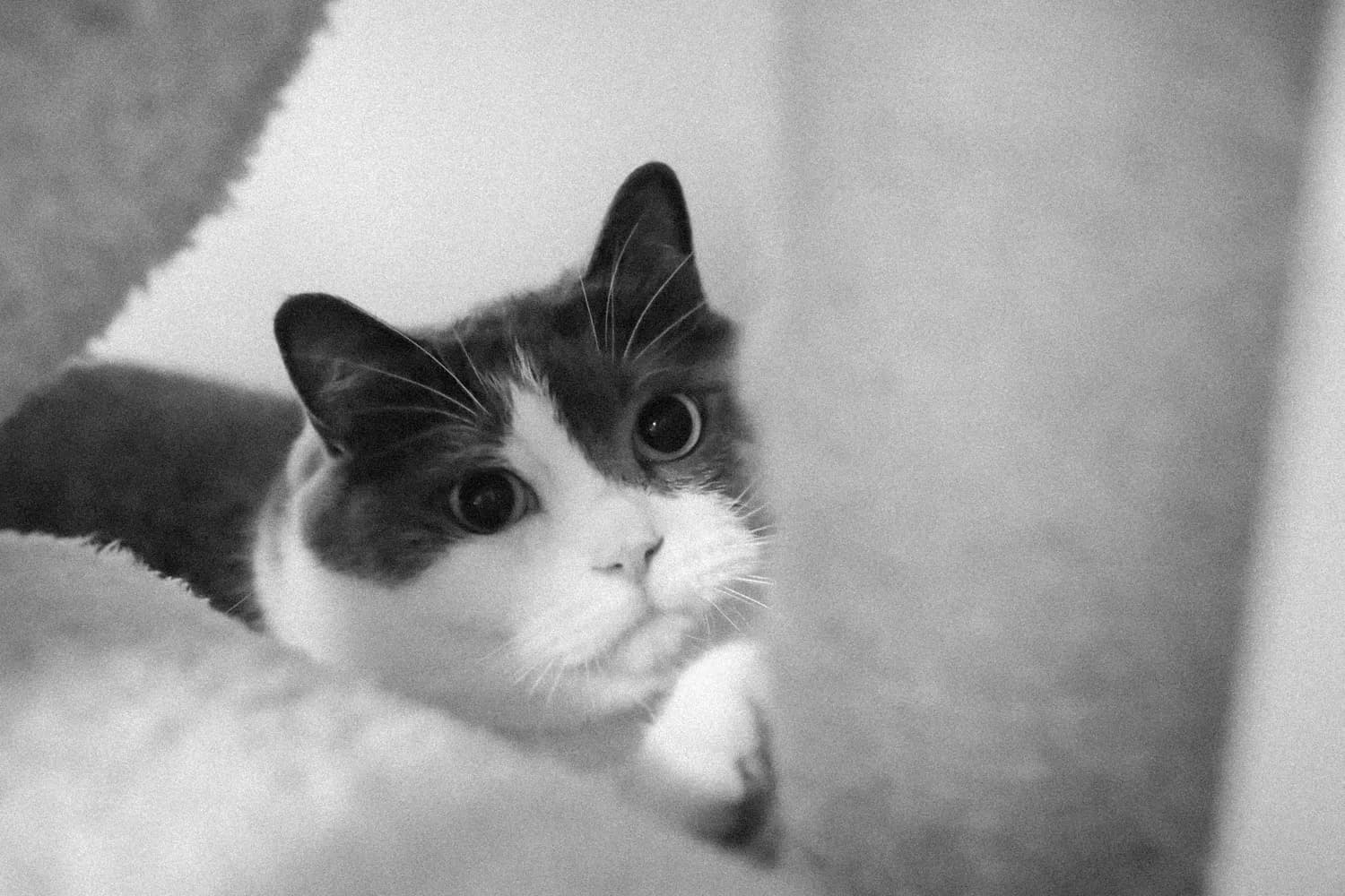 薛定谔的猫：从量子物理到哲学思辨