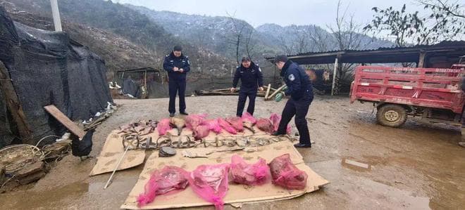 一人非法猎杀野猪2头、麂子1头并食用，被大关警方查获