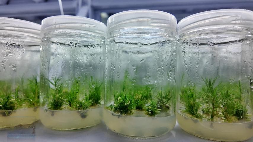 十堰推广种植新技术 做大做强中药材产业