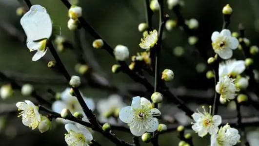 绿萼梅的功效与食用方法：从营养到药用的全面解析