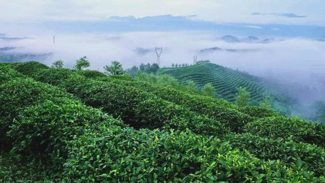 江西绿茶的品种、工艺与文化传承
