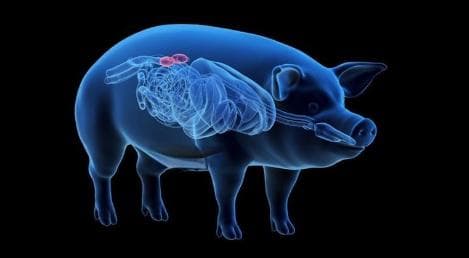 基因工程：精准编辑生物体的未来科技