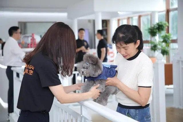 带宠物坐飞机！多家航司推宠物进客舱服务