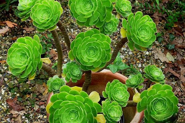 绿法师（大座莲）：一种来自加那利群岛的多肉植物