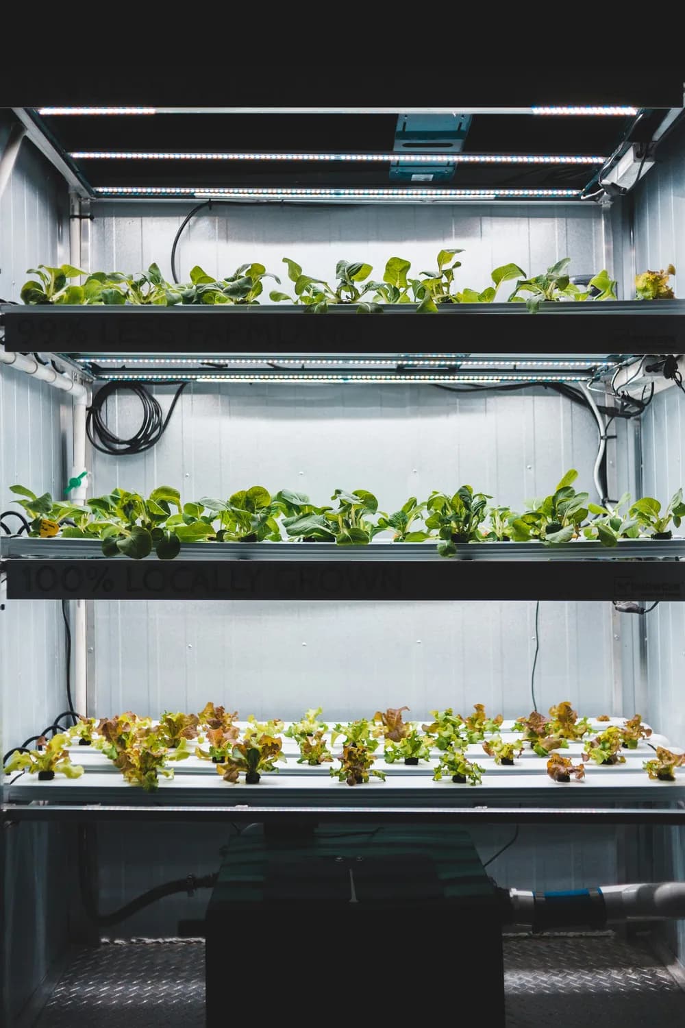 沼液新科技：水培植物的新宠儿？