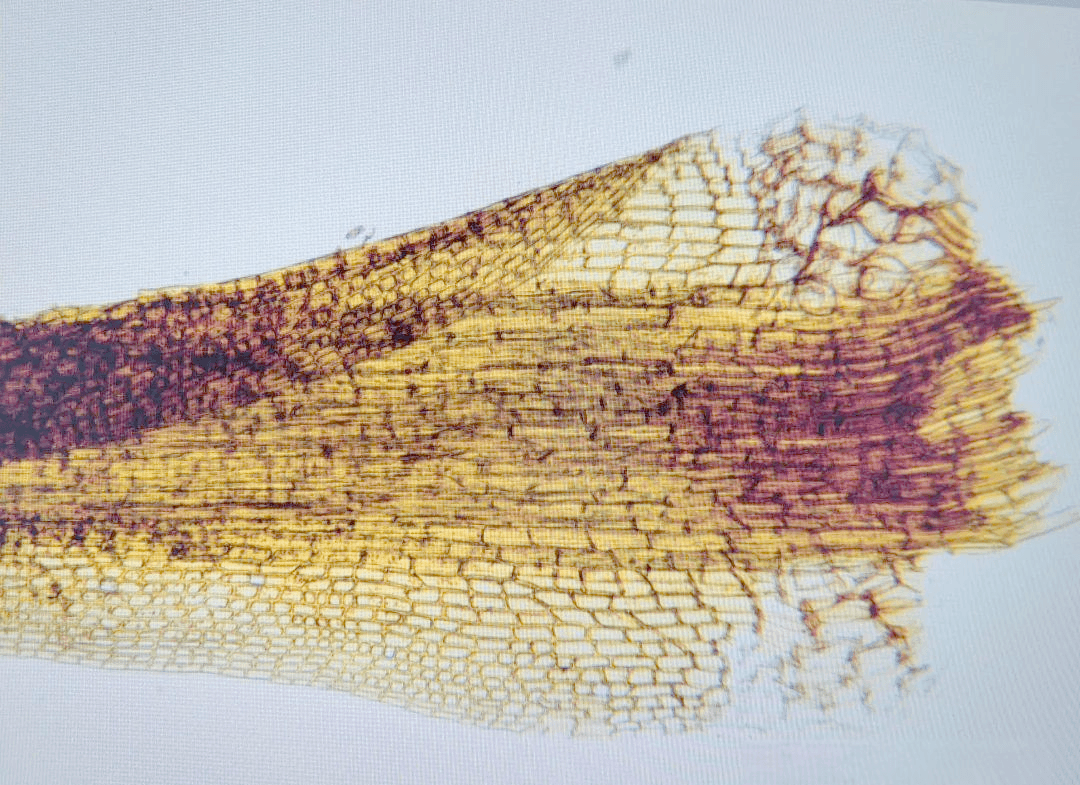 苔藓植物分类学在多个领域推动社会发展和解决实际问题