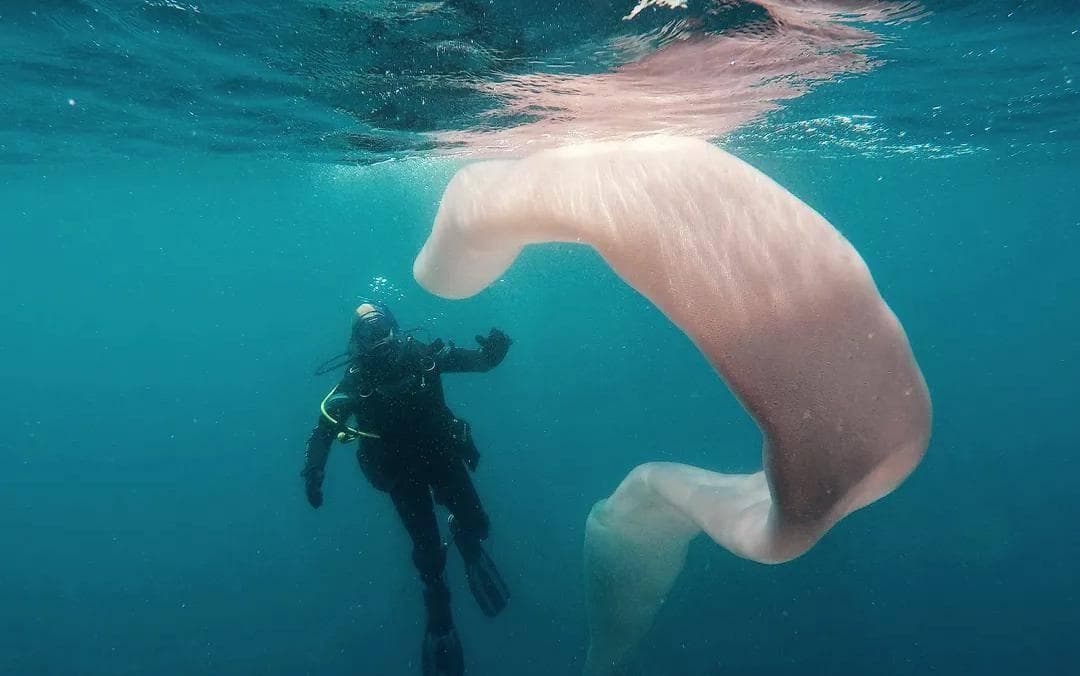 最梦幻的海底生物——火体虫