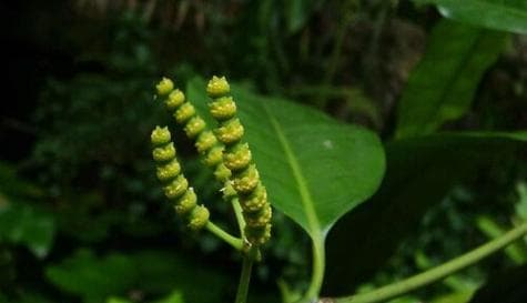 裸子植物的种类和特征（探究裸子植物的独特生物学特征及分类）
