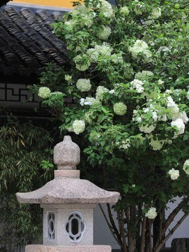 五树六花，一草一木皆是禅：中国寺庙园林植物图鉴