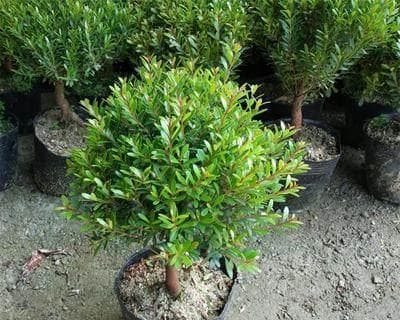 金丝楠木盆栽种植指南：从选土到养护的完整攻略