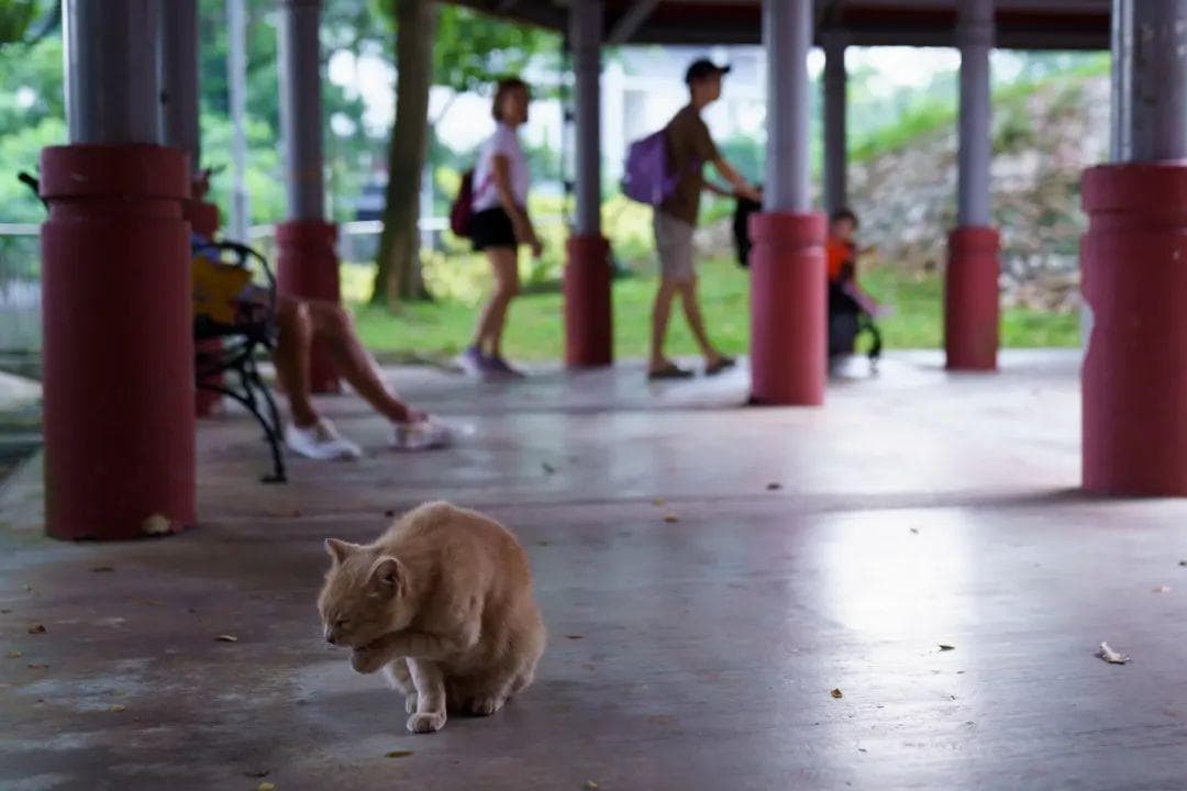 新加坡废除“禁猫令”，民众终于可在公共住房合法“撸猫”