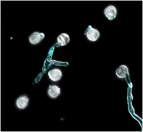 Science：新研究揭示花粉管尖端生长缺陷诱导新形成的多倍体植物不育