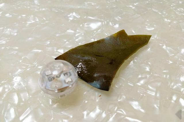 盐渍海带的保存与食用全攻略