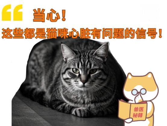 这些都是猫咪心脏有问题的信号，你看懂了吗？