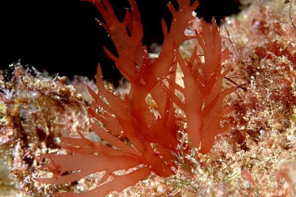 火焰藻：水族箱中的红色精灵