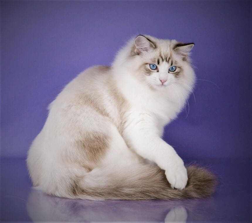布偶猫品相分级 从普通萌宝到赛场明星