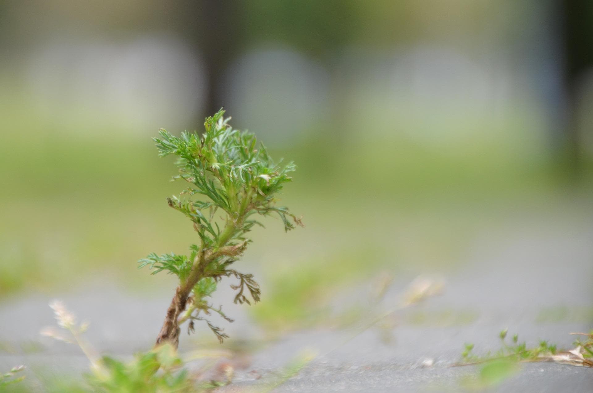 艾草的种植条件和种植方法