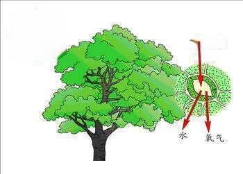 万物生长靠阳光，那么在月光下，植物能进行光合作用吗？