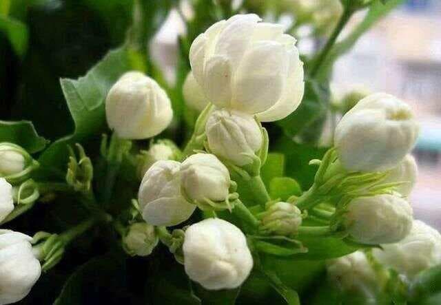 阳台种这7种花，开窗就清香满屋，什么异味都没啦！