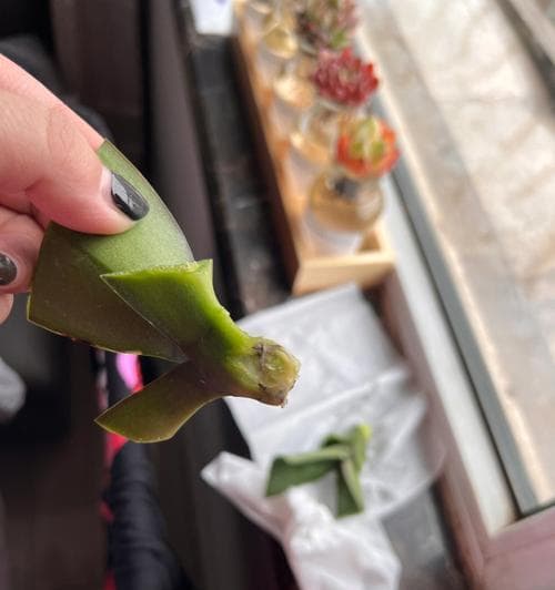 蝴蝶兰烂根怎么办？（教你从根本上解决蝴蝶兰的烂根问题）