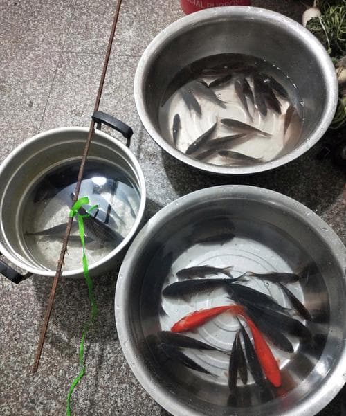 梦见自己抓鱼是什么征兆