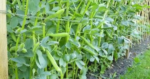 蚕豆高产施肥管理技术