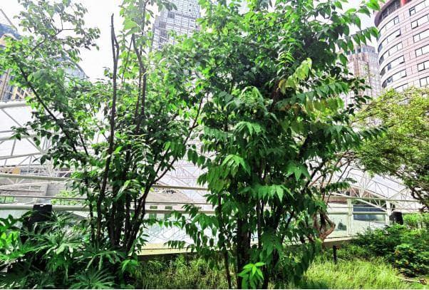蜡梅：一种独特的观赏与应用植物
