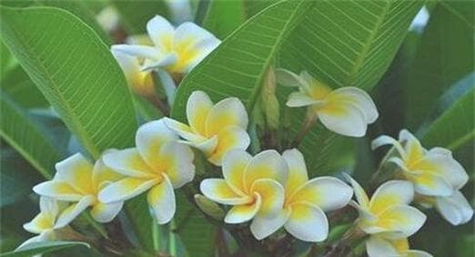 鸡蛋花的花语与文化内涵：从园艺到文学的多重魅力