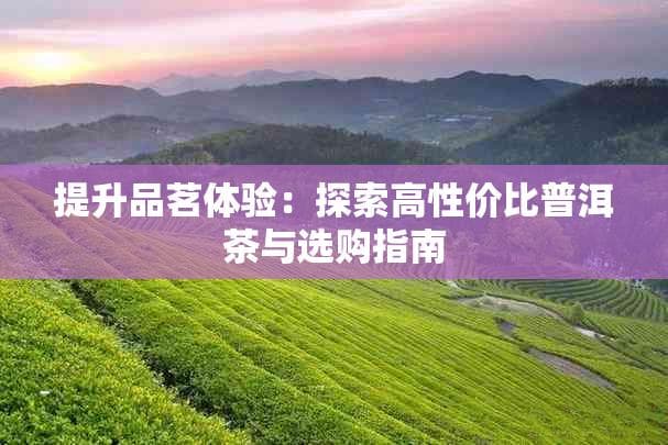 提升品茗体验：探索高性价比普洱茶与选购指南