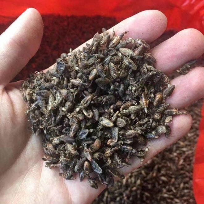 地牯牛成天价药材！儿时玩伴陷灭绝危机，农村水泥地毁了谁的家？