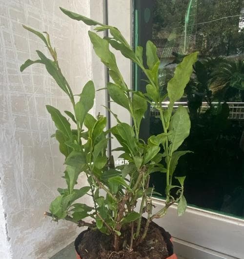 蓝雪花：一种多年生植物的全面解析