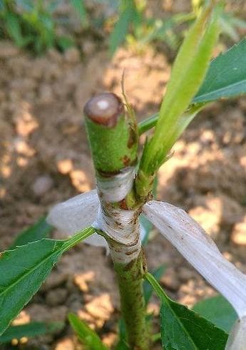 如何正确养护桃树（桃树养殖方法详解）