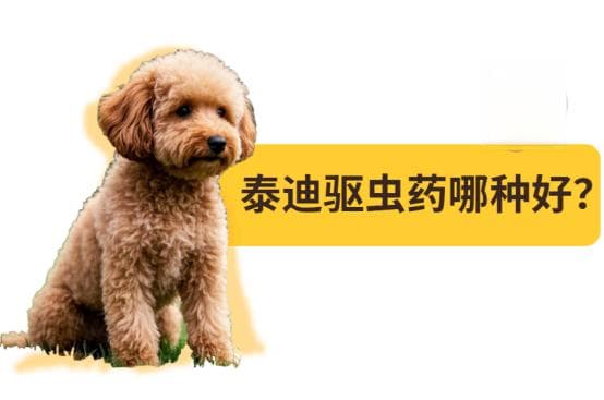 泰迪驱虫药哪种好？选对药，轻松驱虫不烦恼！