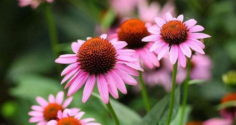 菊花的花语：从文化象征到人文精神