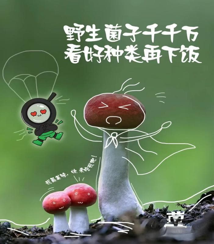 野生菌中毒很危险，自救措施需牢记