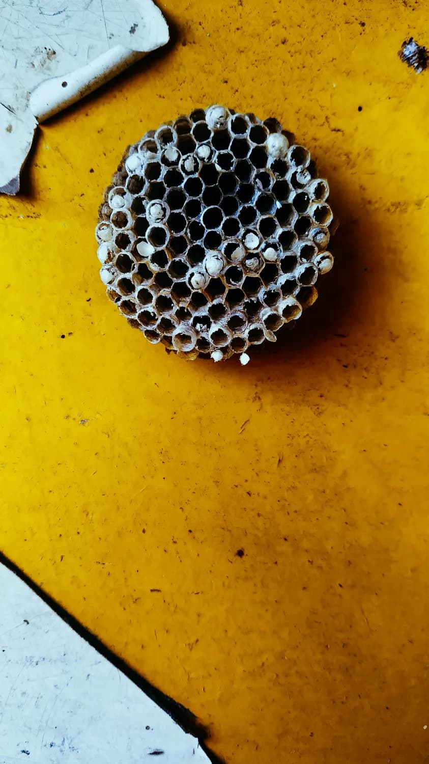 马蜂窝教你秒杀热门景点门票