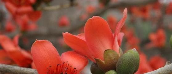 木棉花的花语：从热情奔放到纯洁守护
