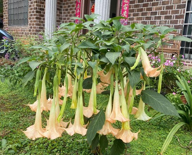 这植物俗称“曼陀罗”，麻醉散、蒙汗药主要原材料，遇到小心！