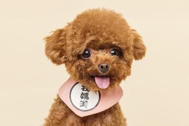 贵宾犬和泰迪犬的区别：从外观到性格的全面解析