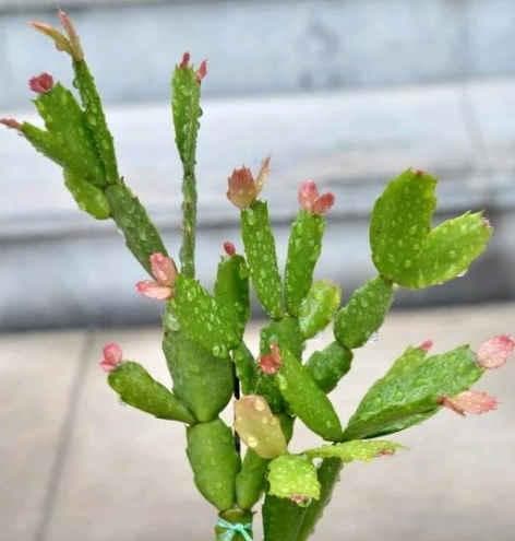 蟹爪兰——美丽的观赏植物（了解蟹爪兰的分类、特征和栽培要点）