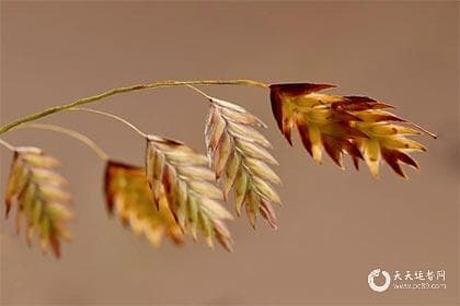 丙子日柱遇流年乙巳：命理影响与应对策略
