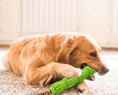 柯基幼犬磨牙棒选择指南：哪种材质最适合？