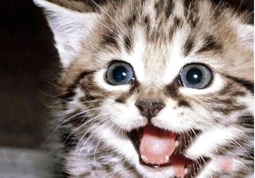 猫咪牙齿保健全攻略：从基础知识到常见疾病预防