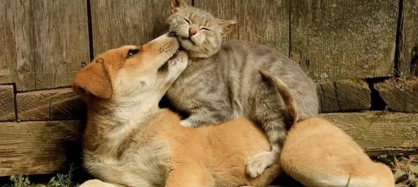 猫狗大战：揭秘狗为何打不过猫